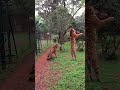 Tiger jumps to catch meat, filmed in slow-motion #animals #tigers #slowmotion #rescue