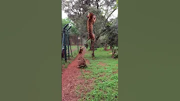 Tiger Jumps To Catch Meat Filmed In Slow Motion Animals Tigers Slowmotion Rescue 