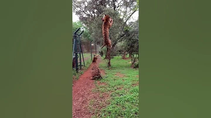 Tiger jumps to catch meat, filmed in slow-motion - DayDayNews