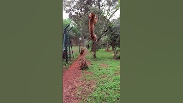 Thumbnail of Tiger jumps to catch meat, filmed in slow-motion #animals #tigers #slowmotion #rescue