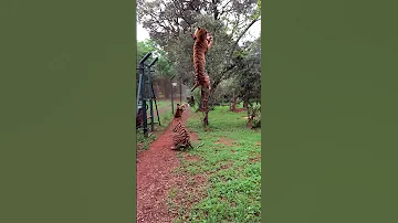 Tiger jumps to catch meat, filmed in slow-motion