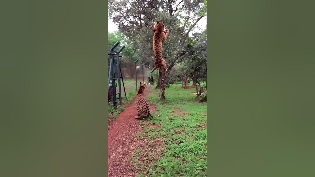 Tiger jumps to catch meat, filmed in slow-motion #animals #tigers #slowmotion #rescue Tiger jumps to catch meat, filmed in slow-motion #animals #tigers #slowmotion #rescue