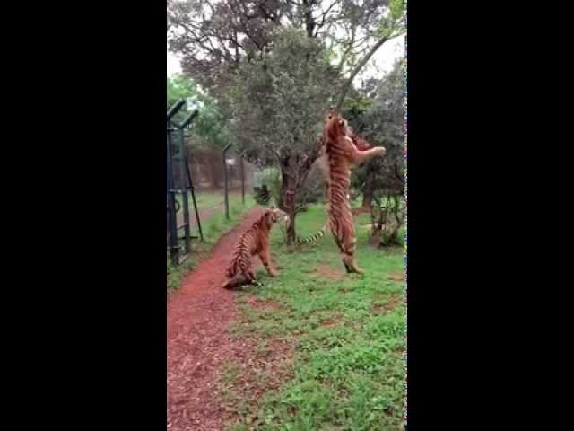 Tiger jumps to catch meat, filmed in slow-motion class=