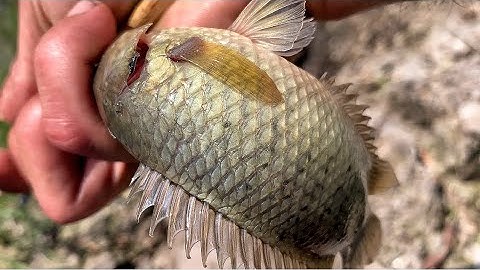 Câu Cá Rô Đồng Rất Nhiều Ở Con Kênh Này a lot of perch in the small canal