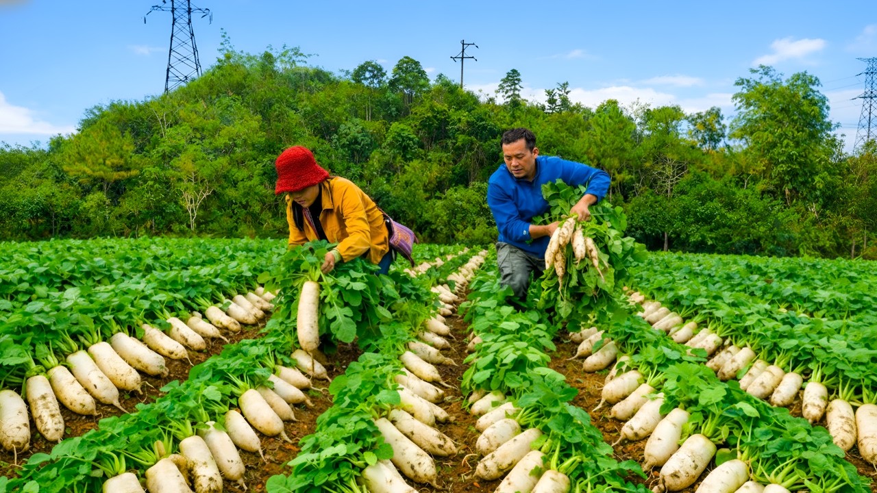 Husband and wife harvest white radishes together - Pick yellow chrysanthemums to sell at the market