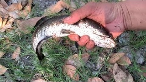 Câu cá lóc bằng vịt tiếp tục gặp hàng quá sung cả nhà ơi/ pha lên hàng đẹp mắt