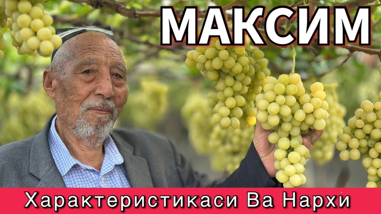 Uzumchi otaxon — Maksim uzumining SIRI va bozor bahosi. Tajribali bogʻbon maslahatlari.