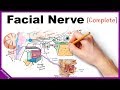 Facial Nerve Anatomy Simplified