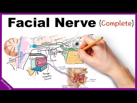 चेहरे की तंत्रिका एनाटॉमी सरलीकृत