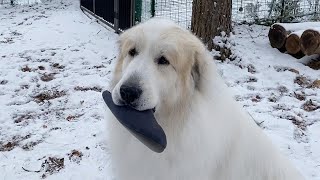 早速穴を掘るルンルンと何度もスリッパを持ち出すアラン　Great Pyrenees　グレートピレニーズ