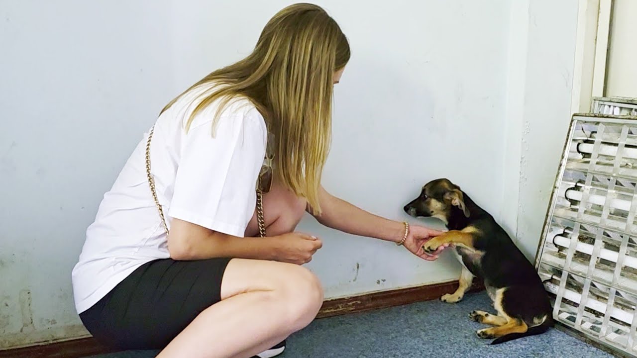 Poor Terrified Puppy Kept Facing the Wall Until I Called Him a Good Boy