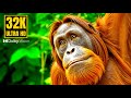 The Ultimate 32K Video | Dolby Vision HDR™ 32K 120fps (4K/8K TV)
