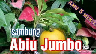 Teknik Sambung Sawo Abiu Jumbo (ilmu 5 menit) - Tanaman Buah