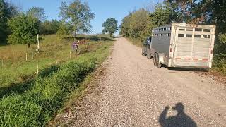 Red Angus grass genetic bred heifers for sale!