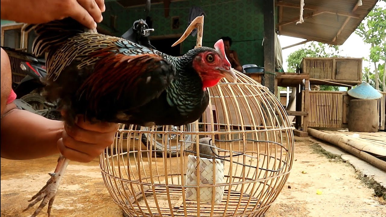 Cara mengobati ayam hutan hijau yang ngorok pakai amoxicilin dan bawang