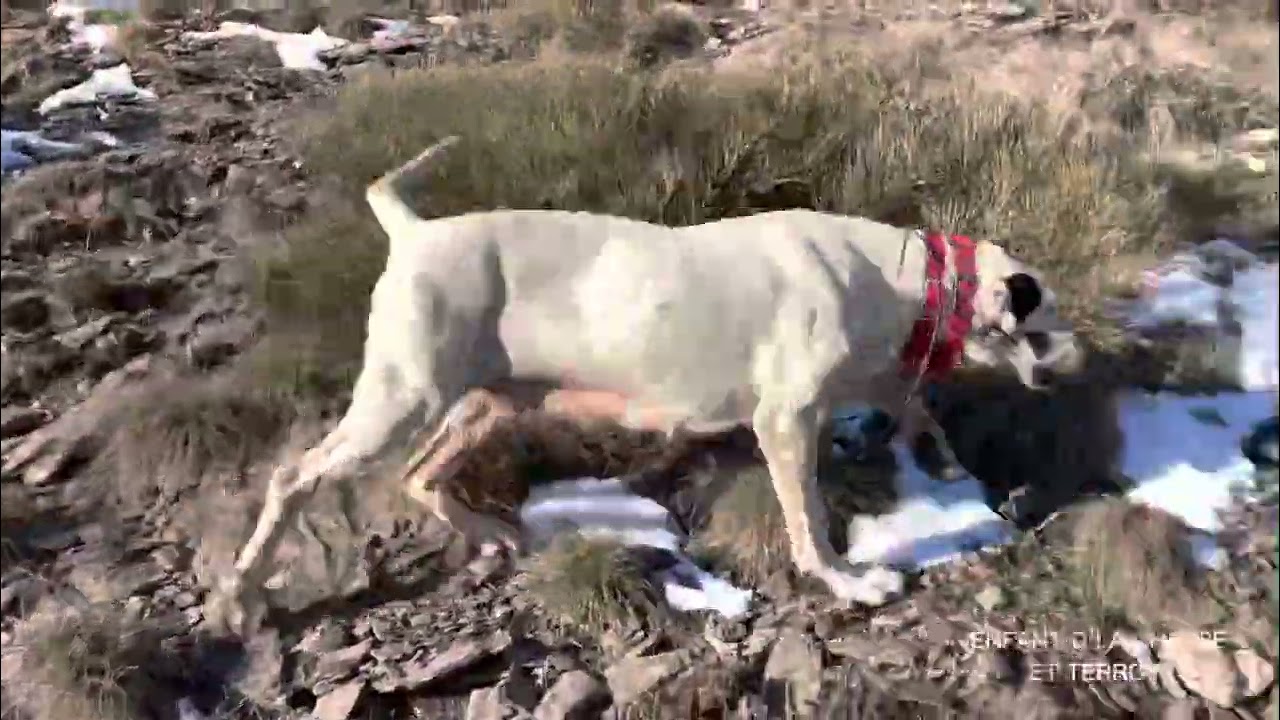 2: Concours de rapprocheur Pied-de-Borne