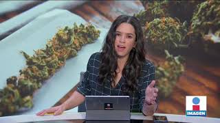 Senado debate uso lúdico de marihuana | Noticias con Yuriria Sierra