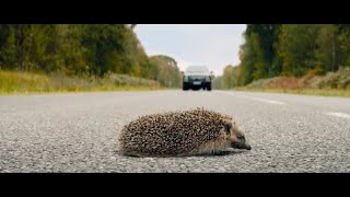 Funny animals - prickly day (from film 30.Jours.Max.2020 )