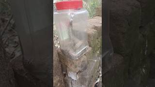 #cobra snake rescue#