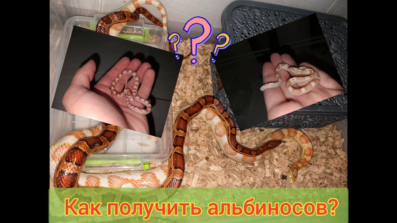 Интересная история получения змей-альбиносов! Разведение маисовых полозов.