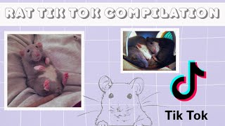 | Rat tik tok compilation! | [Cute rat compilation]