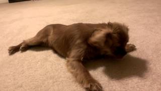 Yuzu Cavalier King Charles Spaniel Roll Over Trick(1)