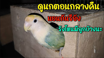 ดูนกตอนกลางคืน รังไหนมีลูกนกบ้าง