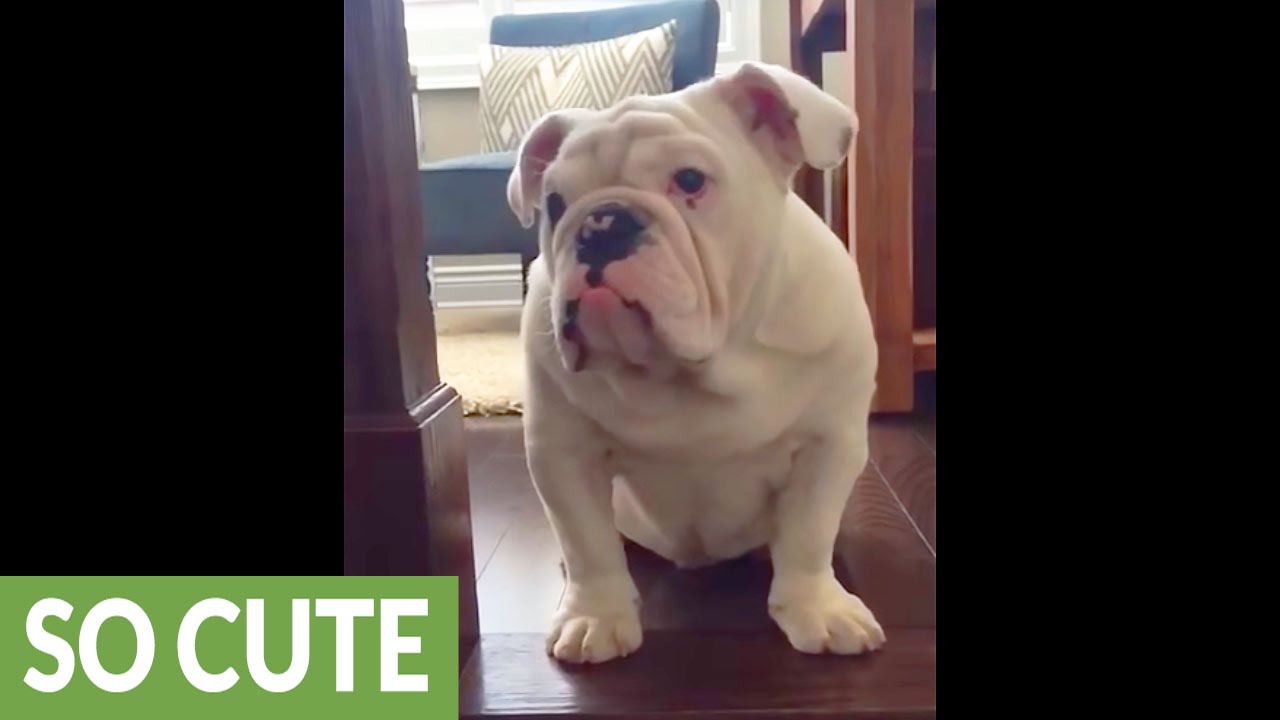 Are Stairs Bad For English Bulldogs