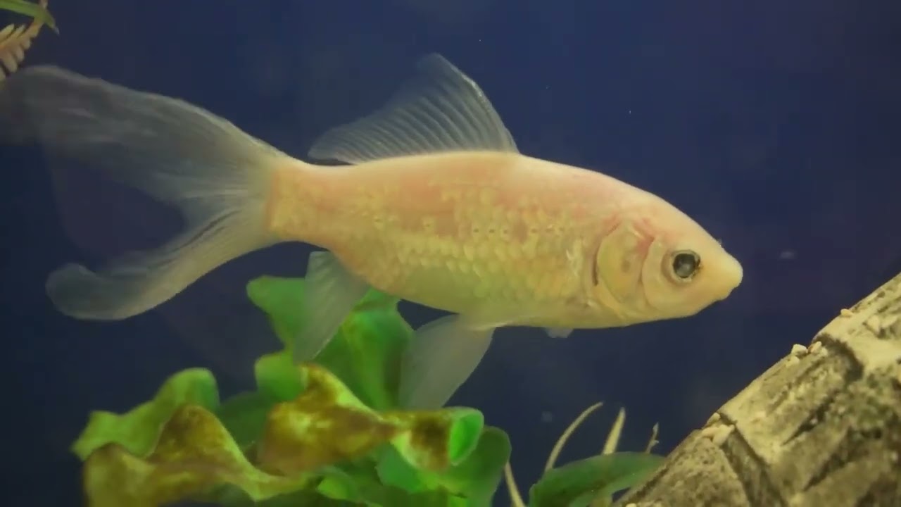 Golden Rules  A Comprehensive Guide to Goldfish
