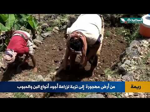 هكذا حول مزارعون أرض مهجورة إلى خصبة لزراعة أجود أنواع البن والحبوب في ريمة