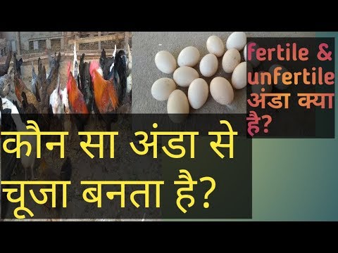 वीडियो: कौन से मुर्गी के अंडे उपजाऊ होते हैं?