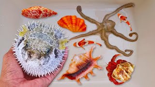 Catch puffer fish and hermit crabs, snails, conch, eels, crabs, sea fish, nemo fish, octopus