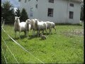 Here's a bunny herding sheep