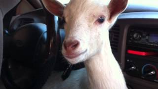 Chivito loco busca a su mamá Mmnm Mnnnn jajaja