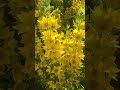 Cottagegarden Loosestrife 