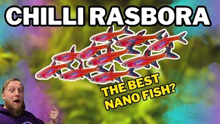 Chilli Rasbora: EVERYTHING you need to know! Complete care guide. by Fish Shop Matt 50,888 views 3 months ago 11 minutes, 18 seconds