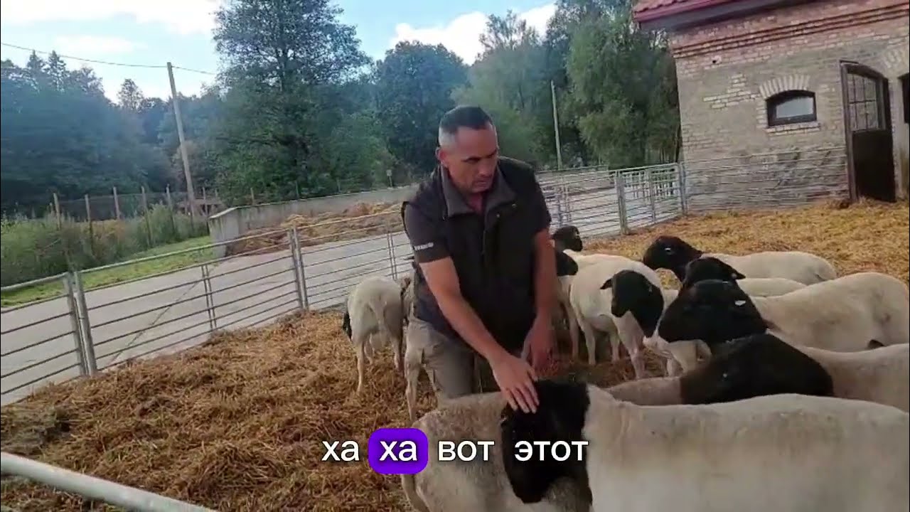 Бараны дорпер едут на выставку Золотая осень 2025 