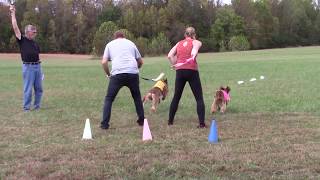 2019 AHCA National Specialty - AKC Lure Coursing - Best of Breed by Afghan Hound Club of America 138 views 4 years ago 57 seconds