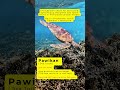 Learn Cebuano/Bisaya Fast! Pawikan = Sea Turtle #cebuanoforbeginners #learncebuano #bisayalanguage