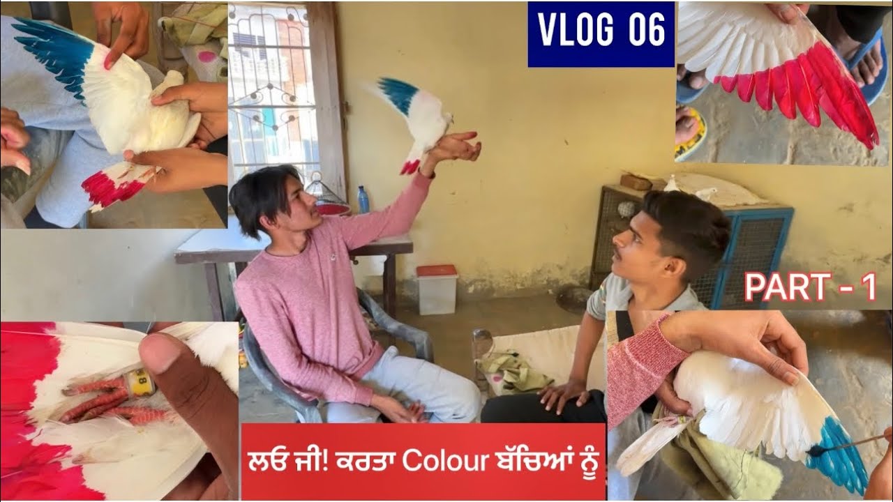 ਲਓ ਮੇਰੇ ਵੀਰੋ! ਲਾਤਾ ਰੰਗ ਸਾਰੇ ਬੱਚਿਆਂ ਦੇ 🕊️🎨🖍️||ਤੇ ਨਾਲ-ਨਾਲ ਜਾਣਕਾਰੀ ਵੀ ਦਿੱਤੀ, dekho sari video PART-1