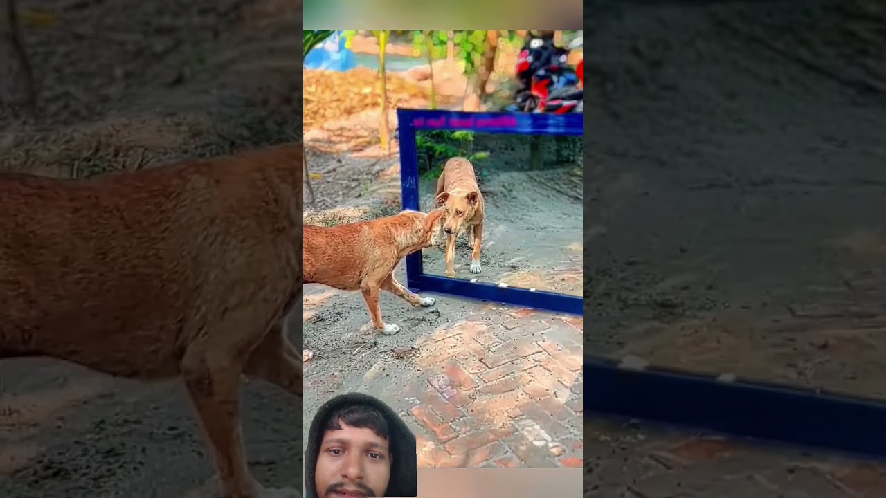 sad video hashtags hot video kutta Dekho Na sikha hua Hai kutta Dekho kaise kar raha hai bhai