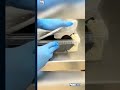 Detienen a una mujer rusa en el aeropuerto de Ecuador con iguanas vivas en su equipaje| FOX7 Español