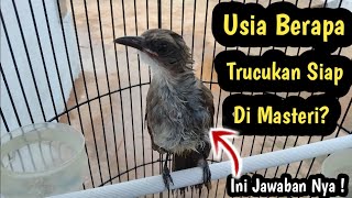 Umur Berapa Burung Trucukan Yang Pas Untuk Di Masteri? INI JAWABAN NYA !!