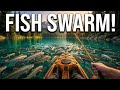 This Lake Has TOO MANY FISH | Kayak Fishing