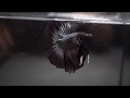 BLACK COPPER Rosetail HM (Male) Betta Fish