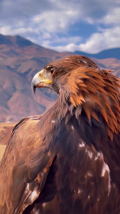 Bald Eagle vs Golden Eagle - Who's the Real King?