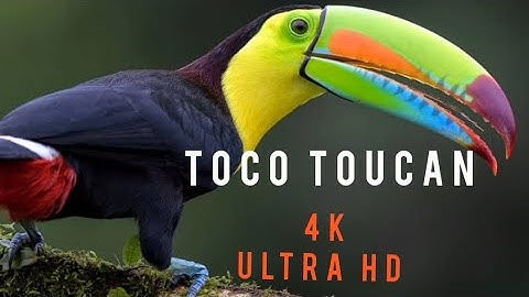 Discover the Fascinating World of Toco Toucans | Amazon Rainforest | 4K Ultra HD
