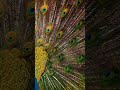 Peacock shakes his feathers #peacock #shorts