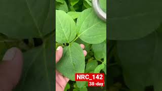 Nrc 142 soybean | high yiel￼￼d soybean| #farmer #farming #farmerlife #urbanagriculture