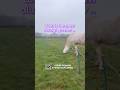 Why the Grass Is Always Greener | A Horse’s Seeking Brain Explained #CalmHorseBrightMinds